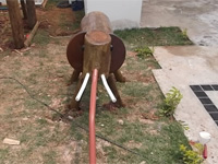 Elefantinho de eucalipto